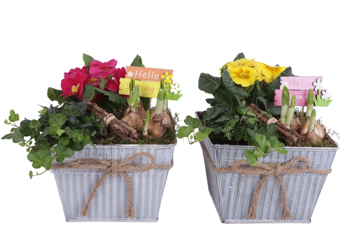 <h4>Early Spring Arr. Outdoor Zinc Pot Square with Rope Ø19cm 3PP</h4>