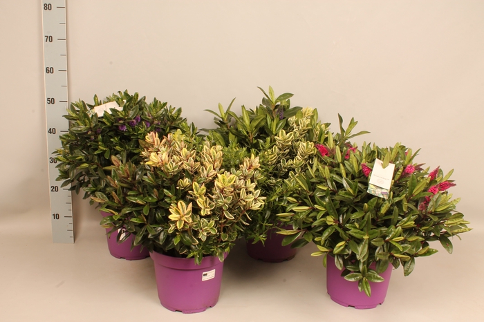 <h4>Hebe andersonii Garden Dream Divers</h4>