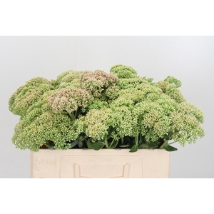Sedum Herbstfreud Gr