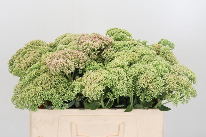 <h4>Sedum Herbstfreud Gr</h4>