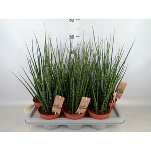 Sansevieria  'Fernwood'