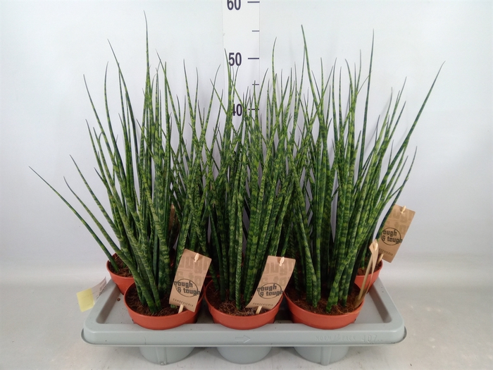 <h4>Sansevieria  'Fernwood'</h4>