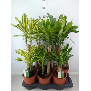 Dracaena frag.   ...mix 3