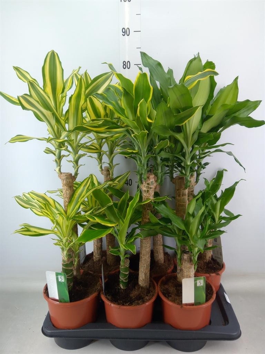 <h4>Dracaena frag.   ...mix 3</h4>