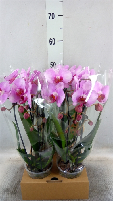 <h4>Phalaenopsis  'Elegant Cascade'</h4>