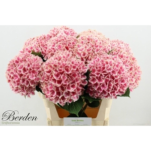 Hydr M Linn Red 80-21