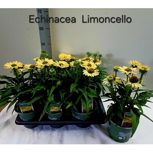 ECHINA SOM LEMON YEL