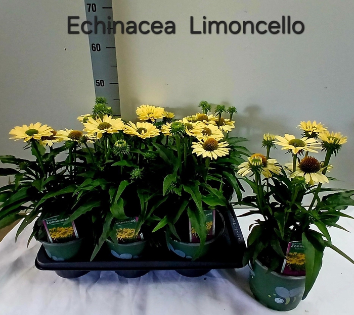 <h4>ECHINA SOM LEMON YEL</h4>