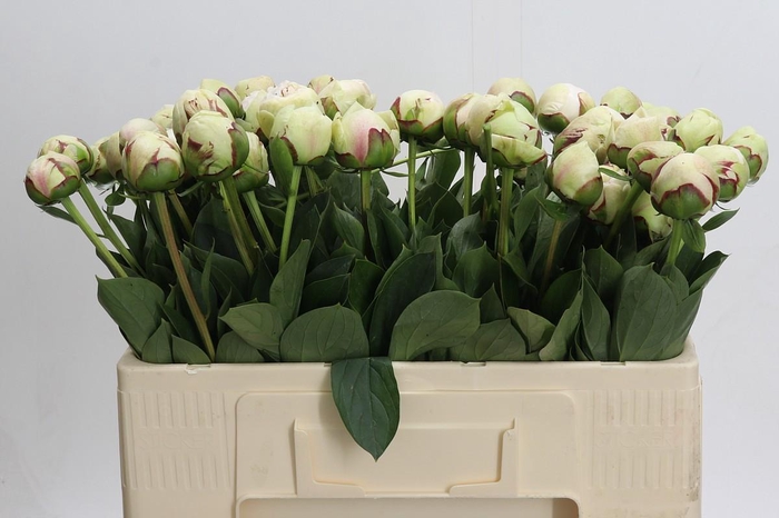 <h4>Paeonia Odile</h4>