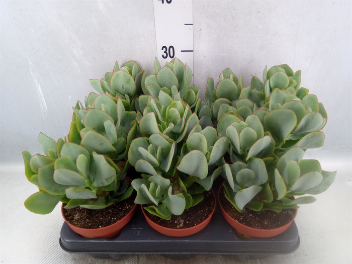 <h4>Crassula arborescens</h4>