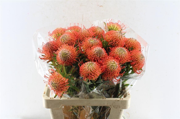 <h4>Leuco Co Succession</h4>