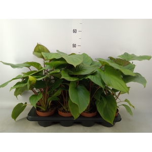 Homalomena rubescens 'Maggy'