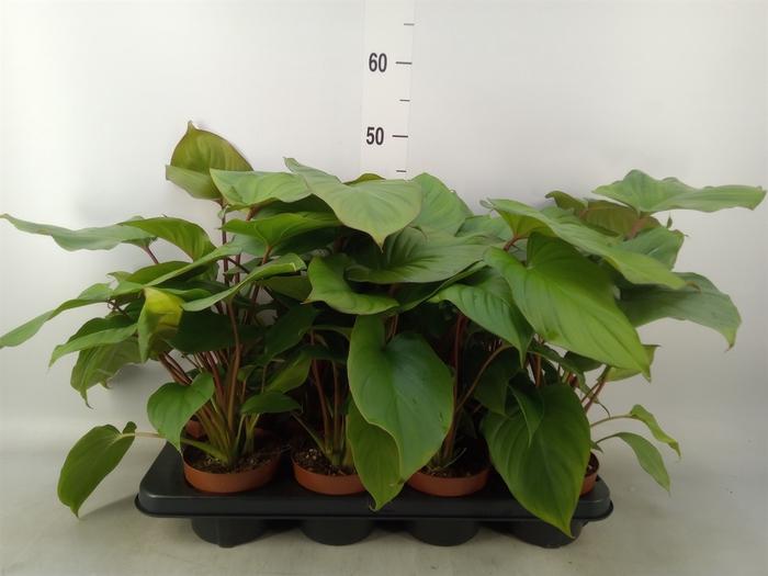 <h4>Homalomena rubescens 'Maggy'</h4>