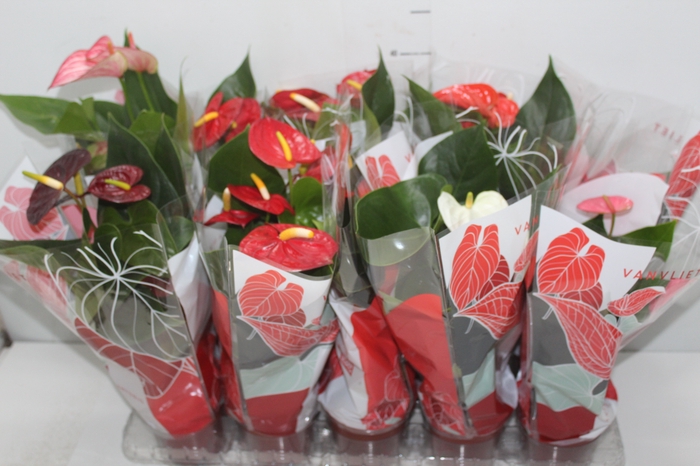 <h4>ANTHURIUM VARIADO P12</h4>