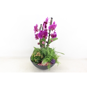 arr2 PL - Ebbischaal x2 phal. lila