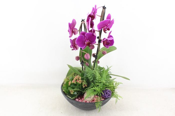 <h4>arr2 PL - Ebbischaal x2 phal. lila</h4>