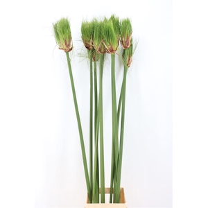 Siergras Cyperus Papyrus