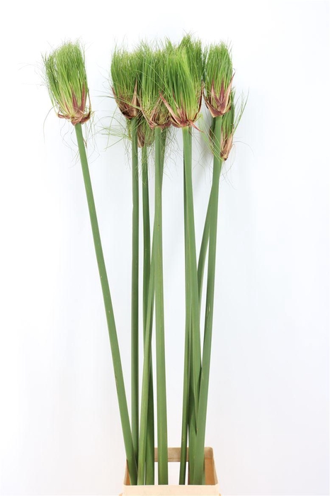 <h4>Siergras Cyperus Papyrus</h4>