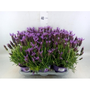 Lavandula stoec.