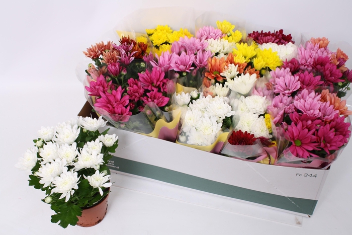 <h4>CHRYS GEM 7 KL</h4>