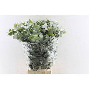 Euc Cinerea Per Bos