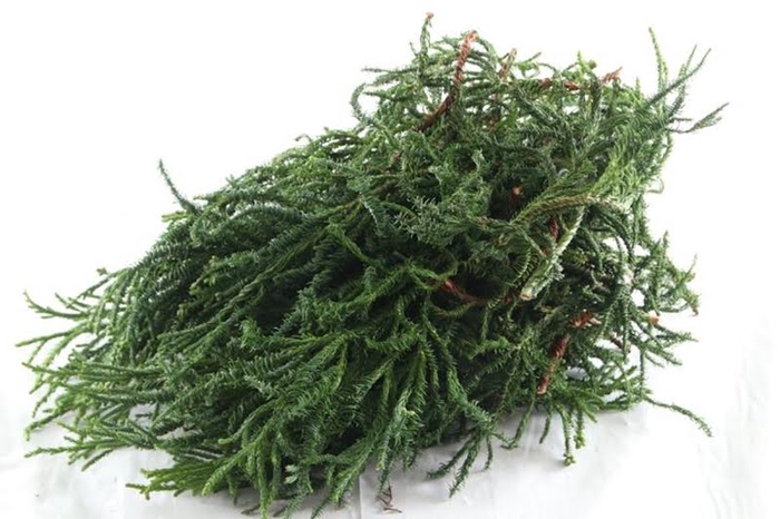 <h4>Cryptomeria Rasen Fine Cutted</h4>