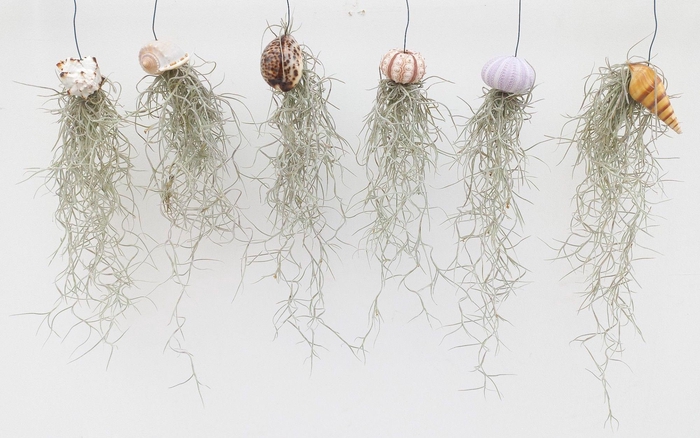 <h4>Tillandsia Usneoides Schelpen</h4>