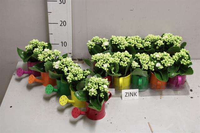 <h4>ARR KALANCHOE</h4>