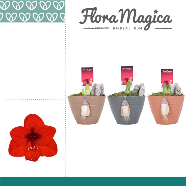 <h4>Amaryllis Rood 2 Knop Kaja KERST</h4>