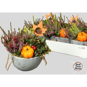 ARR TUINPLANTEN