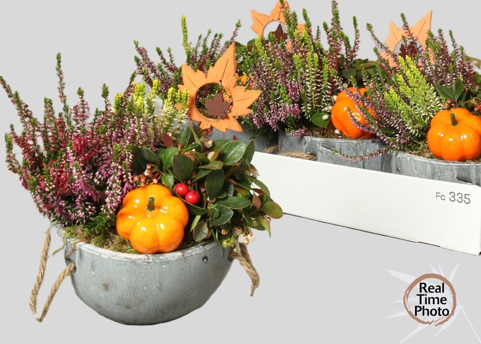 <h4>ARR TUINPLANTEN</h4>