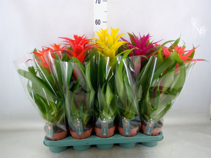 <h4>Guzmania   ...mix</h4>