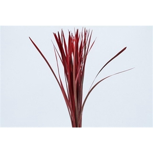 Liriope Muscari Red Per Bunch