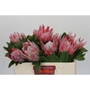 Protea Cynaroides