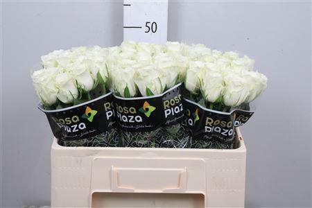 <h4>R Gr Alpe Dhuez</h4>