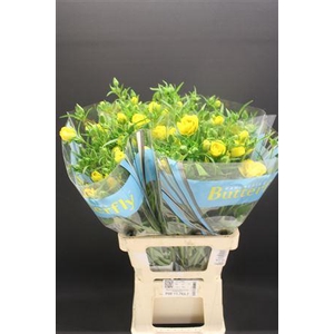 Ran Butterfly Artemis 70cm