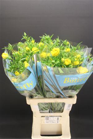 <h4>Ran Butterfly Artemis 70cm</h4>