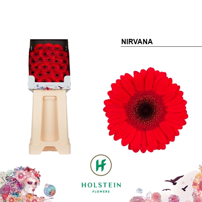 <h4>Germini Nirvana Diamond</h4>