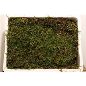 MOS PLATMOS TEMPEX P BAK