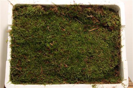 <h4>MOS PLATMOS TEMPEX P BAK</h4>