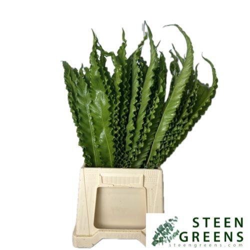 <h4>ASP NID MULTILOBUM</h4>