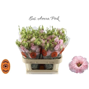 EUS G ARENA L PINK