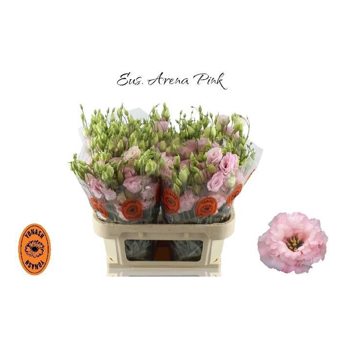 <h4>EUS G ARENA L PINK</h4>