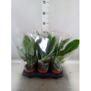 Musa  'Tropicana'