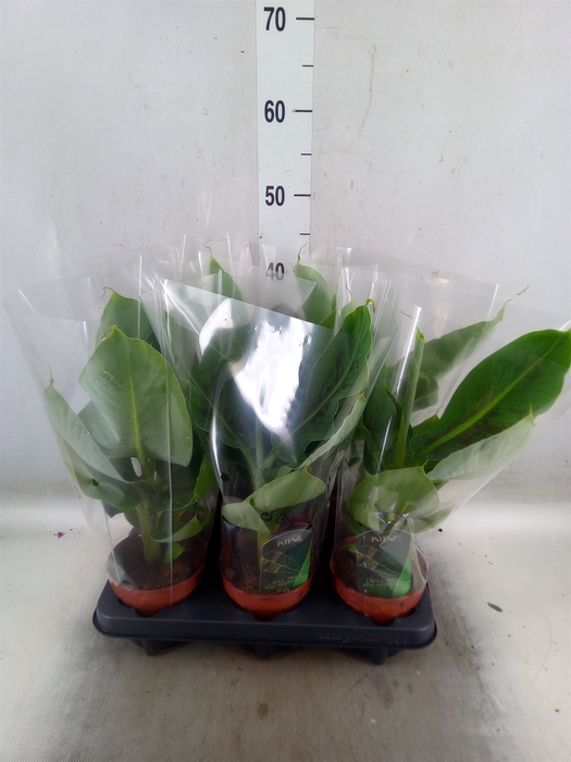 <h4>Musa  'Tropicana'</h4>