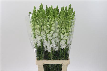 <h4>Antir Mary White It</h4>