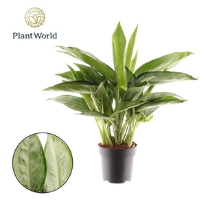 Aglaonema overig