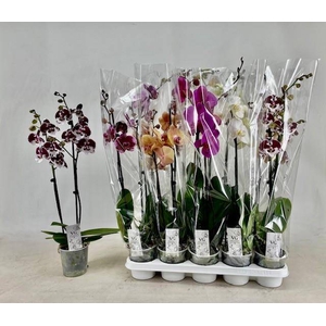 PHAL GEM