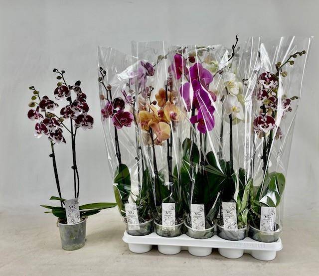 <h4>PHAL GEM</h4>