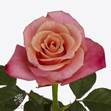 Rosa large helene